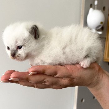 Elevage Ragdoll LOOF chaton aux yeux bleus disponible à l’adoption - Bleu Mitted - Bailly - Île de France - Région Parisienne - Yvelines - département 78