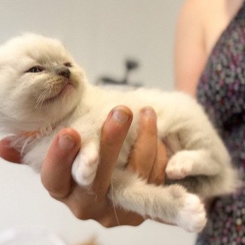 Elevage Ragdoll LOOF chaton aux yeux bleus disponible à l’adoption - Bleu Mitted - Bailly - Île de France - Région Parisienne - Yvelines - département 78