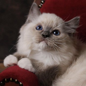 Elevage Ragdoll LOOF chaton aux yeux bleus disponible à l’adoption - Bleu Mitted - Bailly - Île de France - Région Parisienne - Yvelines - département 78