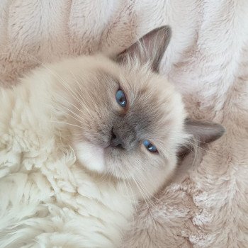 Elevage Ragdoll LOOF chaton aux yeux bleus disponible à l’adoption - Bleu Mitted - Bailly - Île de France - Région Parisienne - Yvelines - département 78