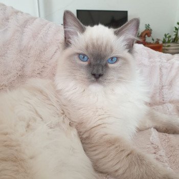 Elevage Ragdoll LOOF chaton aux yeux bleus disponible à l’adoption - Bleu Mitted - Bailly - Île de France - Région Parisienne - Yvelines - département 78