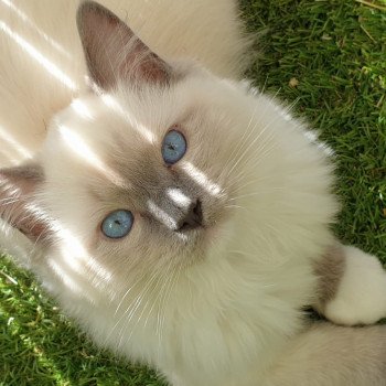 Elevage Ragdoll LOOF chaton aux yeux bleus disponible à l’adoption - Bleu Mitted - Bailly - Île de France - Région Parisienne - Yvelines - département 78