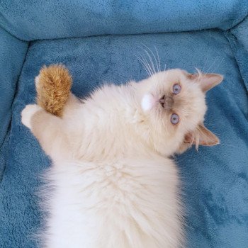 Elevage Ragdoll LOOF chaton aux yeux bleus disponible à l’adoption - Bleu Mitted - Bailly - Île de France - Région Parisienne - Yvelines - département 78