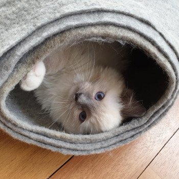 Elevage Ragdoll LOOF chaton aux yeux bleus disponible à l’adoption - Bleu Mitted - Bailly - Île de France - Région Parisienne - Yvelines - département 78