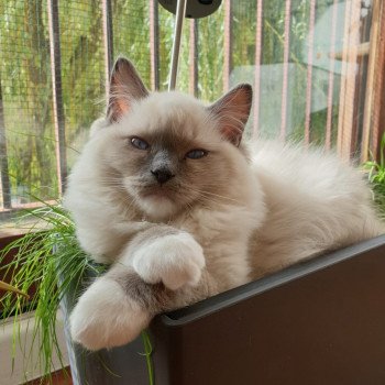 Elevage Ragdoll LOOF chaton aux yeux bleus disponible à l’adoption - Bleu Mitted - Bailly - Île de France - Région Parisienne - Yvelines - département 78