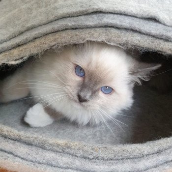 Elevage Ragdoll LOOF chaton aux yeux bleus disponible à l’adoption - Bleu Mitted - Bailly - Île de France - Région Parisienne - Yvelines - département 78