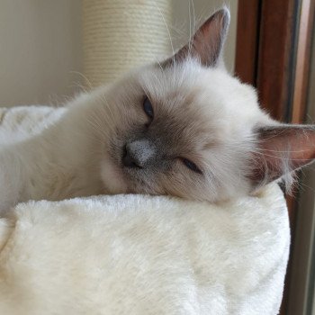 Elevage Ragdoll LOOF chaton aux yeux bleus disponible à l’adoption - Bleu Mitted - Bailly - Île de France - Région Parisienne - Yvelines - département 78