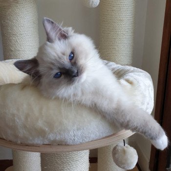 Elevage Ragdoll LOOF chaton aux yeux bleus disponible à l’adoption - Bleu Mitted - Bailly - Île de France - Région Parisienne - Yvelines - département 78