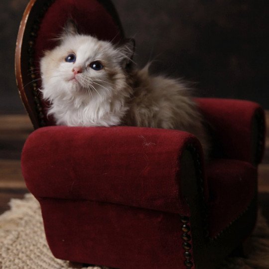 Umi-san de l'Arbre aux Chats Femelle Ragdoll