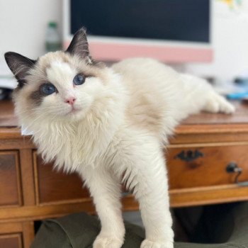 Elevage Ragdoll LOOF chaton aux yeux bleus disponible à l’adoption - Seal Bicolore - Marly-le-Roi - Île de France - Région Parisienne - Yvelines - département 78
