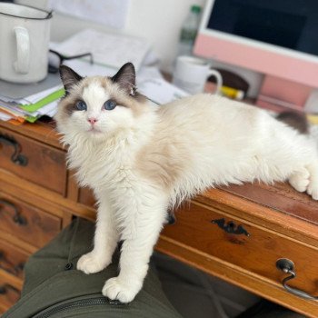 Elevage Ragdoll LOOF chaton aux yeux bleus disponible à l’adoption - Seal Bicolore - Marly-le-Roi - Île de France - Région Parisienne - Yvelines - département 78