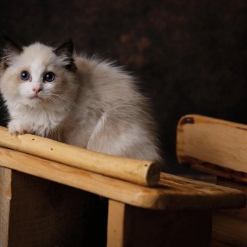 Elevage Ragdoll LOOF chaton aux yeux bleus disponible à l’adoption - Seal Bicolore - Versailles - Île de France - Région Parisienne - Yvelines - département 78