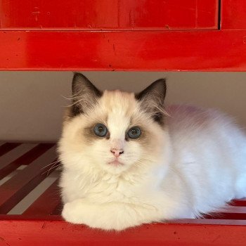 Elevage Ragdoll LOOF chaton aux yeux bleus disponible à l’adoption - Seal Bicolore - Versailles - Île de France - Région Parisienne - Yvelines - département 78