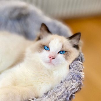 Elevage Ragdoll LOOF chaton aux yeux bleus disponible à l’adoption - Seal Bicolore - Pont à Marq - Hauts de France - Nord - département 59