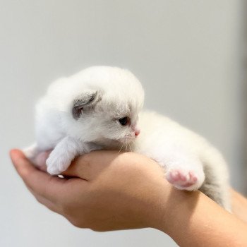 chaton Ragdoll point L'Arbre aux Chats