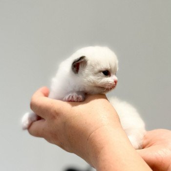 chaton Ragdoll point L'Arbre aux Chats