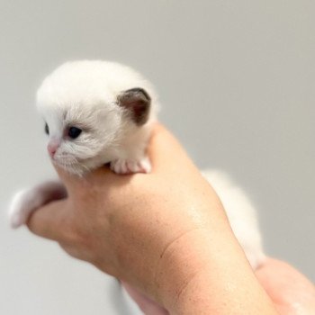 chaton Ragdoll point L'Arbre aux Chats