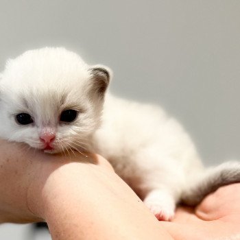 chaton Ragdoll point L'Arbre aux Chats