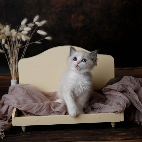 Unik de l'Arbre aux Chats Mâle Ragdoll