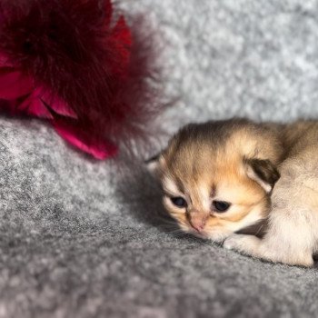 chaton British Longhair black golden shaded Disponible Paris - Ile de France - Région parisienne