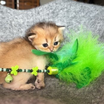 Elevage British longhair LOOF chaton aux yeux verts disponible à l’adoption - Black golden Shaded - Belgique Elevage British longhair LOOF chaton aux yeux verts disponible à l’adoption - Black golden Shaded - Belgique