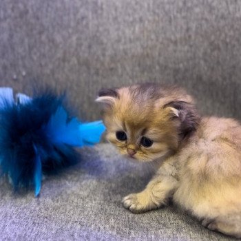 Elevage British longhair LOOF chaton aux yeux verts disponible à l’adoption - Black golden Shaded - Belgique Elevage British longhair LOOF chaton aux yeux verts disponible à l’adoption - Black golden Shaded - Belgique