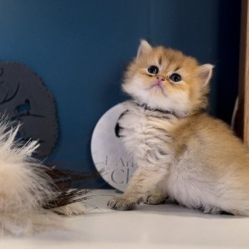 Elevage British longhair LOOF chaton aux yeux verts disponible à l’adoption - Black golden Shaded - Belgique Elevage British longhair LOOF chaton aux yeux verts disponible à l’adoption - Black golden Shaded - Belgique