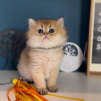 Elevage British longhair LOOF chaton aux yeux verts disponible à l’adoption - Black golden Shaded - Belgique Elevage British longhair LOOF chaton aux yeux verts disponible à l’adoption - Black golden Shaded - Belgique