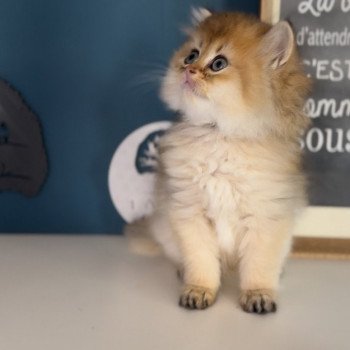Elevage British longhair LOOF chaton aux yeux verts disponible à l’adoption - Black golden Shaded - Belgique Elevage British longhair LOOF chaton aux yeux verts disponible à l’adoption - Black golden Shaded - Belgique