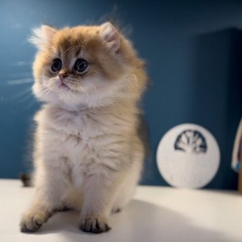 Elevage British longhair LOOF chaton aux yeux verts disponible à l’adoption - Black golden Shaded - Belgique Elevage British longhair LOOF chaton aux yeux verts disponible à l’adoption - Black golden Shaded - Belgique
