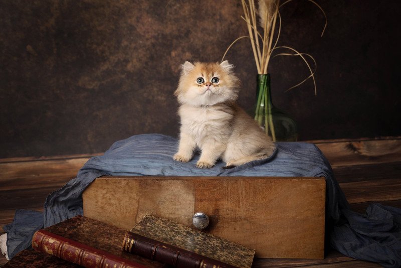 Winston de l'Arbre aux Chats Mâle British Longhair Winston de l'Arbre aux Chats Mâle British Longhair