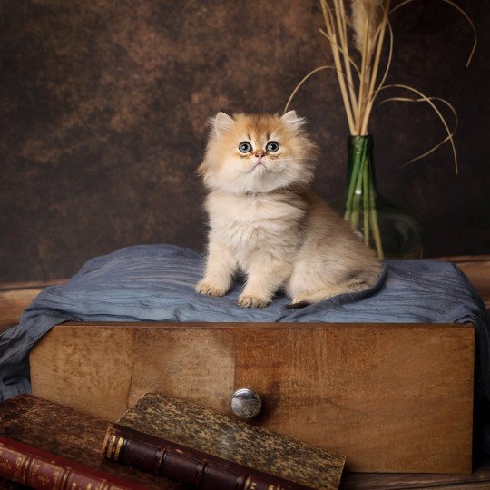 Winston de l'Arbre aux Chats Mâle British Longhair
