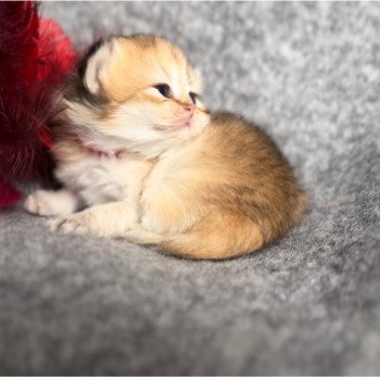 chatons British Longhair black golden shaded Disponible à la réservation Paris - Ile de France - Région parisienne