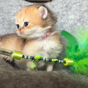 British longhair LOOF chaton aux yeux verts disponible à l’adoption - Black golden Shaded - ile de france - département 78 - Yveline - région parisienne British longhair LOOF chaton aux yeux verts disponible à l’adoption - Black golden Shaded - ile de france - département 78 - Yveline - région parisienne