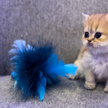 British longhair LOOF chaton aux yeux verts disponible à l’adoption - Black golden Shaded - ile de france - département 78 - Yveline - région parisienne British longhair LOOF chaton aux yeux verts disponible à l’adoption - Black golden Shaded - ile de france - département 78 - Yveline - région parisienne