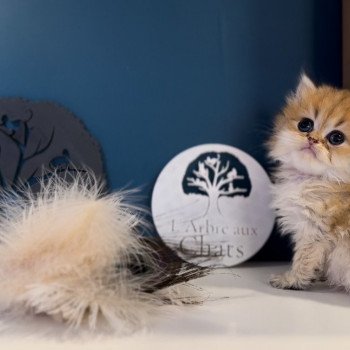 British longhair LOOF chaton aux yeux verts disponible à l’adoption - Black golden Shaded - ile de france - département 78 - Yveline - région parisienne British longhair LOOF chaton aux yeux verts disponible à l’adoption - Black golden Shaded - ile de france - département 78 - Yveline - région parisienne