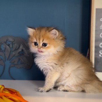 chaton British Longhair black golden shaded Willow L'Arbre aux Chats