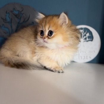 British longhair LOOF chaton aux yeux verts disponible à l’adoption - Black golden Shaded - ile de france - département 78 - Yveline - région parisienne British longhair LOOF chaton aux yeux verts disponible à l’adoption - Black golden Shaded - ile de france - département 78 - Yveline - région parisienne