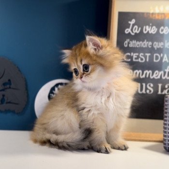 British longhair LOOF chaton aux yeux verts disponible à l’adoption - Black golden Shaded - ile de france - département 78 - Yveline - région parisienne British longhair LOOF chaton aux yeux verts disponible à l’adoption - Black golden Shaded - ile de france - département 78 - Yveline - région parisienne