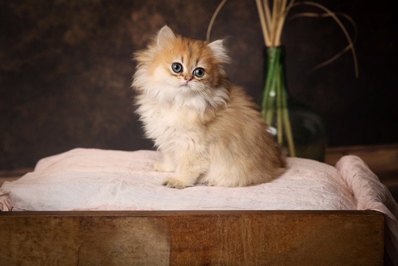 Willow de l'Arbre aux Chats Femelle British Longhair Willow de l'Arbre aux Chats Femelle British Longhair