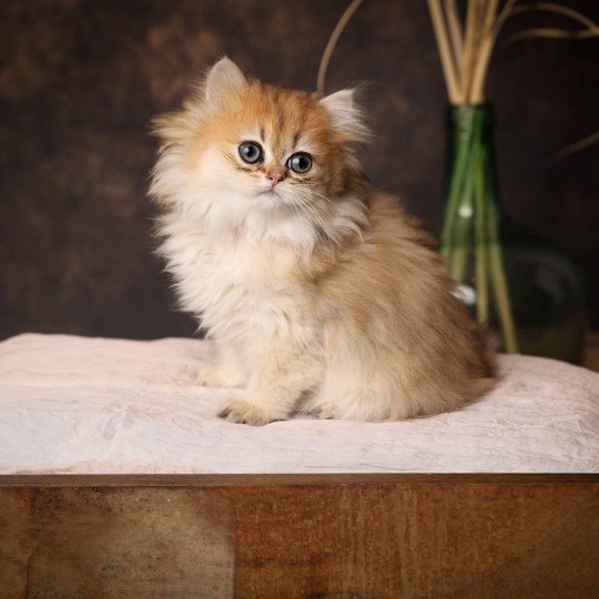 Willow de l'Arbre aux Chats Femelle British Longhair