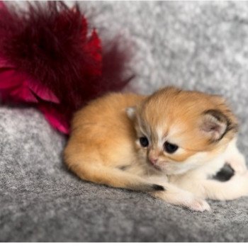 British longhair LOOF chaton roux doré aux yeux verts disponible à l’adoption - Black golden Shaded - ile de france - département 91 - Essonne - région parisienne British longhair LOOF chaton roux doré aux yeux verts disponible à l’adoption - Black golden Shaded - ile de france - département 91 - Essonne - région parisienne