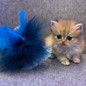 British longhair LOOF chaton roux doré aux yeux verts disponible à l’adoption - Black golden Shaded - ile de france - département 91 - Essonne - région parisienne British longhair LOOF chaton roux doré aux yeux verts disponible à l’adoption - Black golden Shaded - ile de france - département 91 - Essonne - région parisienne