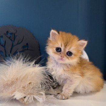 Chaton British Longhair black golden shaded Disponible à la réservation Paris - Ile de France - Région parisienne