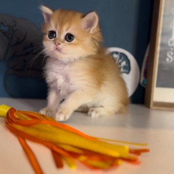 chaton British Longhair black golden shaded Wendy L'Arbre aux Chats