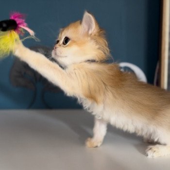 British longhair LOOF chaton roux doré aux yeux verts disponible à l’adoption - Black golden Shaded - ile de france - département 91 - Essonne - région parisienne British longhair LOOF chaton roux doré aux yeux verts disponible à l’adoption - Black golden Shaded - ile de france - département 91 - Essonne - région parisienne