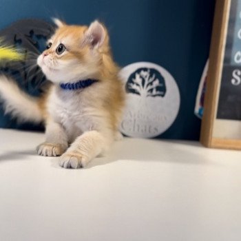 British longhair LOOF chaton roux doré aux yeux verts disponible à l’adoption - Black golden Shaded - ile de france - département 91 - Essonne - région parisienne British longhair LOOF chaton roux doré aux yeux verts disponible à l’adoption - Black golden Shaded - ile de france - département 91 - Essonne - région parisienne