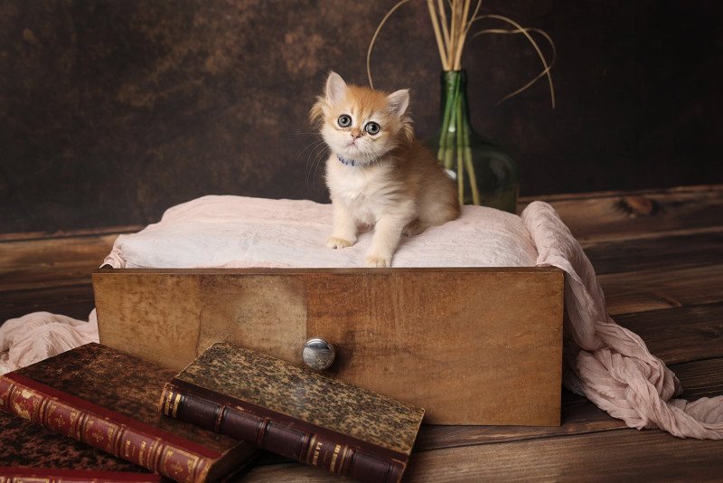 Wendy de l'Arbre aux Chats Femelle British Longhair Wendy de l'Arbre aux Chats Femelle British Longhair