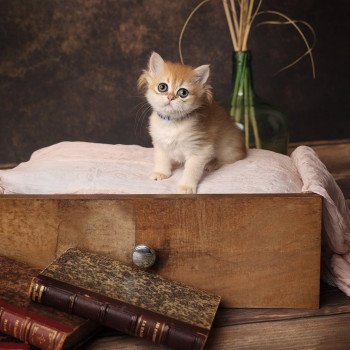 Wendy de l'Arbre aux Chats Femelle British Longhair