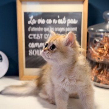 British longhair LOOF chaton roux doré aux yeux verts disponible à l’adoption - Black golden Shaded - ile de france - département 91 - Essonne - région parisienne British longhair LOOF chaton roux doré aux yeux verts disponible à l’adoption - Black golden Shaded - ile de france - département 91 - Essonne - région parisienne